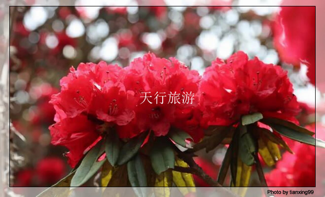 云南包車游攻略，內(nèi)含多條詳細路線推薦其三