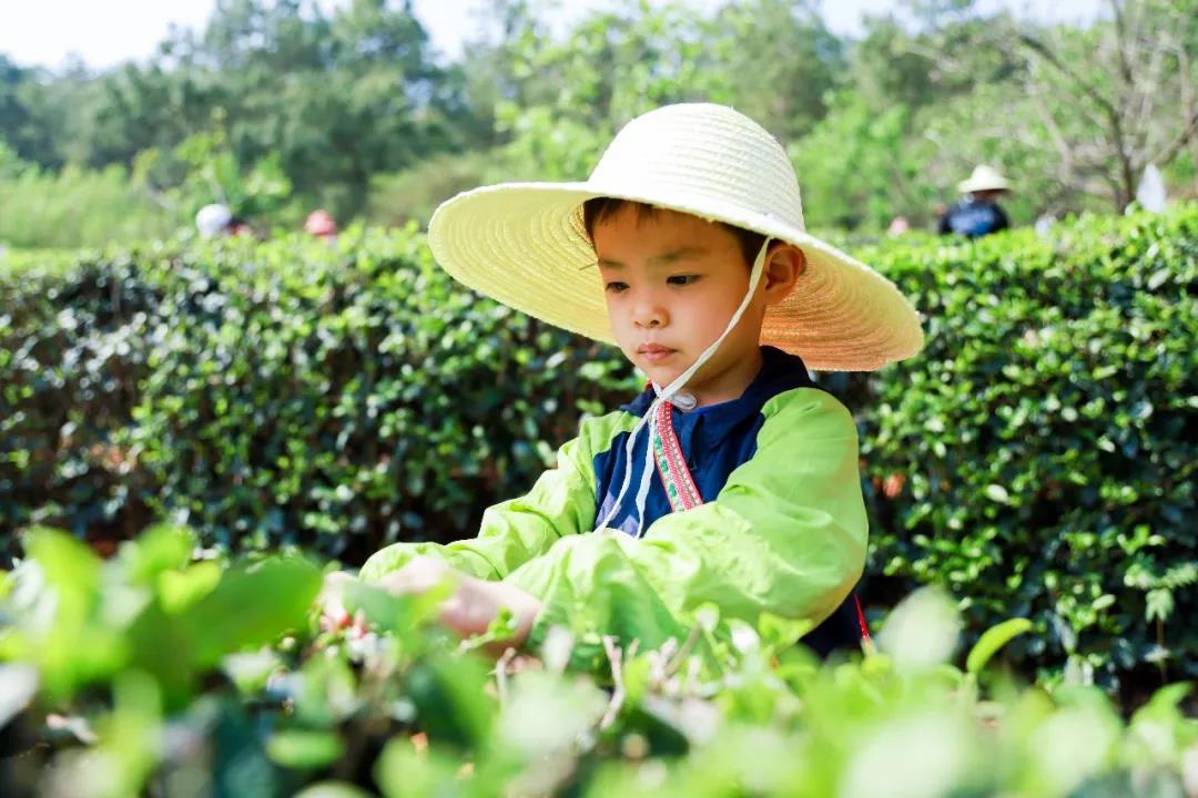五一假期有安排了嗎？快來體驗采茶制茶品茶樂趣