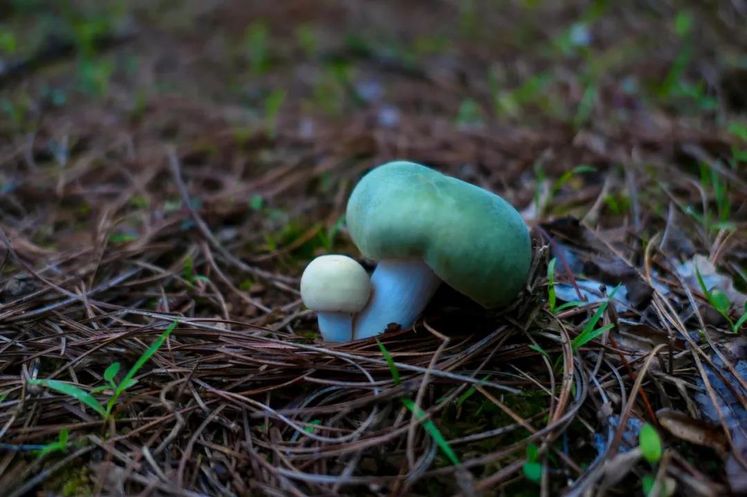 暴雨過后，云南人該做這件事了