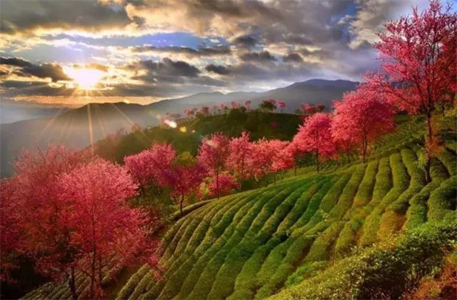 云南旅拍地推薦：云南無量山櫻花谷，春天到達(dá)最早的地方