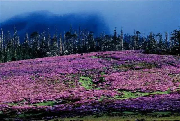 云南露營場地：香格里拉花開成海！錯過要等一年！