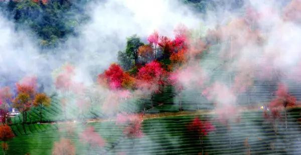 大理無(wú)量山櫻花 大理無(wú)量山櫻花