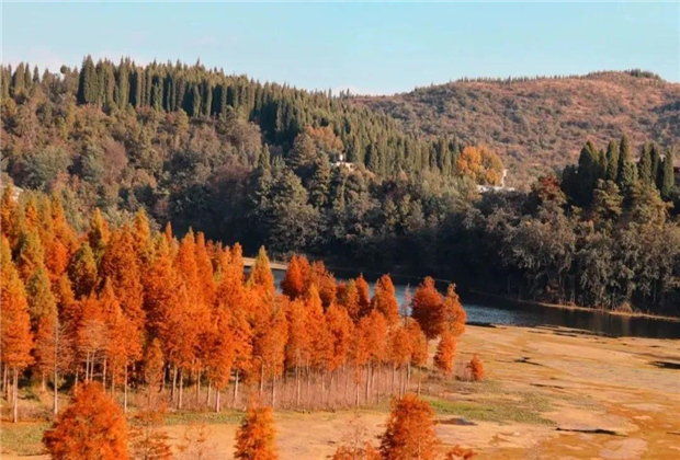 云南傳媒公司：水杉紅了，冬天的昆明美爆了！
