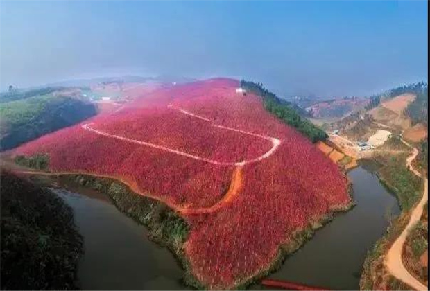 云南傳媒公司：美爆了！3800畝櫻花開(kāi)了，宜良山后櫻花谷等你來(lái)！