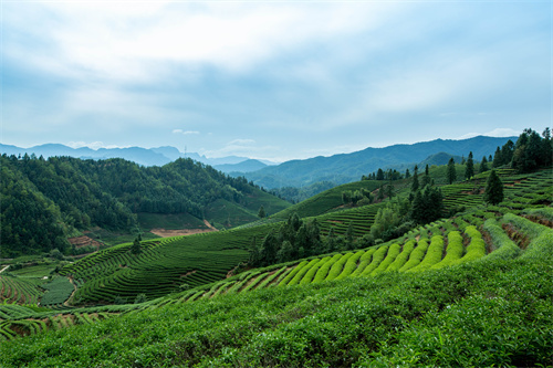 云南旅游 普者黑深藏在云南群山中的人間絕色！美在隨風(fēng)搖曳的萬(wàn)畝荷花海